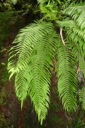 Pakau pennigera. Mature plant growing on a steep stream bank.
 Image: L.R. Perrie © Te Papa 2014 CC BY-NC 3.0 NZ
